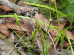 Hypoxis pratensis