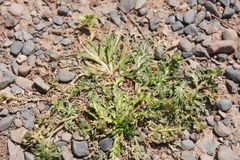 Lepidium bipinnatifidum