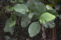 Dillenia suffruticosa