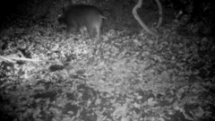 Sus scrofa leucomystax