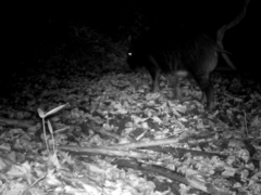 Sus scrofa leucomystax