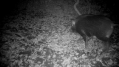 Sus scrofa leucomystax