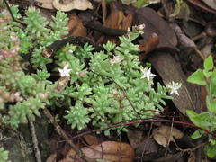 Sedum potosinum
