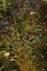 Pedicularis proboscidea