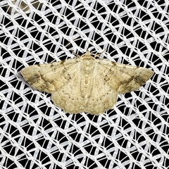 Aeolochroma quadrilinea