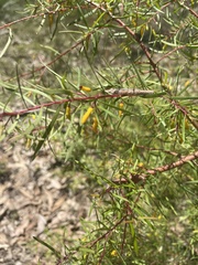 Persoonia nutans