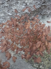 Thalictrum aquilegiifolium