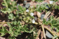 Tarasa tenella