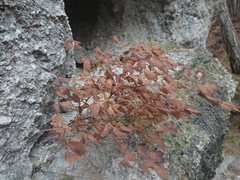 Thalictrum aquilegiifolium