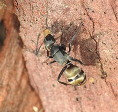 Polyrhachis tubifera