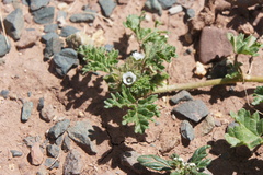 Tarasa tenella