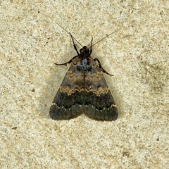 Hydrillodes funestalis