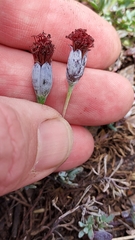 Porophyllum linifolium