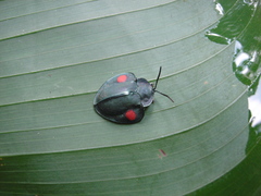 Stolas costaricensis