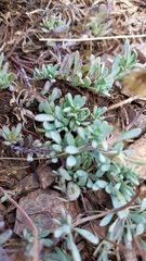 Porophyllum linifolium