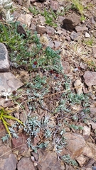 Porophyllum linifolium