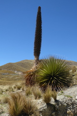 Puya raimondii