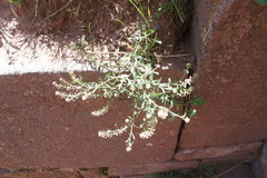 Lepidium chichicara