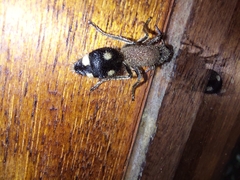 Dolichomutilla sycorax