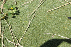 Azorella diapensioides