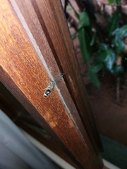 Dolichomutilla sycorax