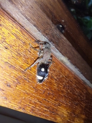 Dolichomutilla sycorax