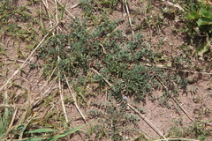 Astragalus micranthellus