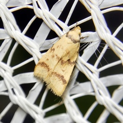 Heteroteucha anthodora