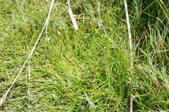 Eleocharis albibracteata