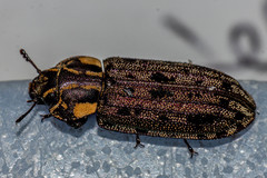 Leperina decorata