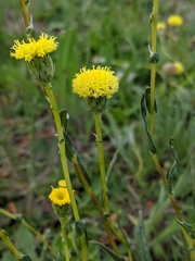 Leptorhynchos elongatus