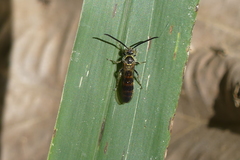 Phalerimeris phalerata