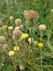 Leptorhynchos elongatus