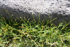 Eleocharis albibracteata