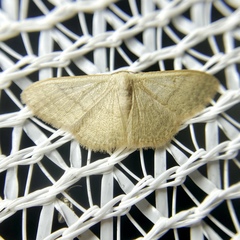 Idaea uniformis