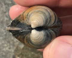 Cyclina sinensis