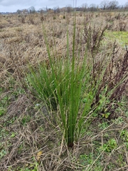 Juncus edgariae