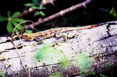 Agama picticauda
