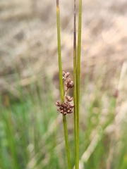 Juncus edgariae