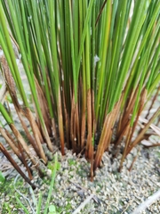 Juncus edgariae