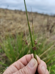 Juncus edgariae