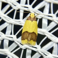 Heterallactis microchrysa