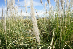 Cortaderia speciosa