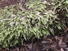 Cyathophorum bulbosum