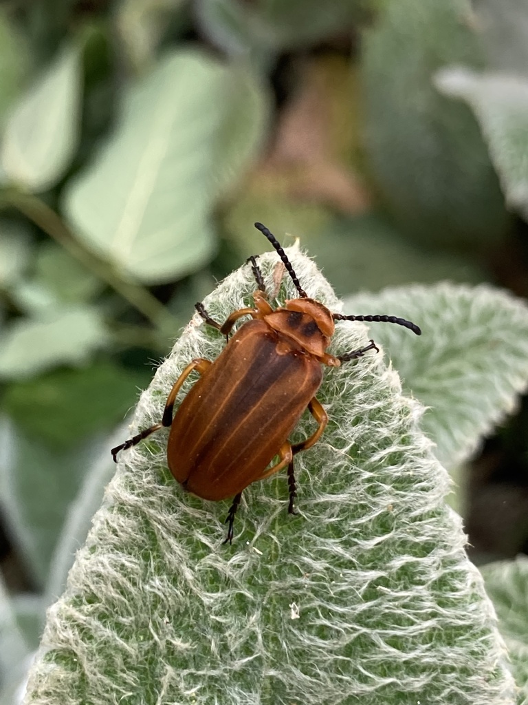 Tetraonyx brunnescens
