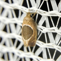 Hoplomorpha abalienella