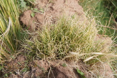 Calamagrostis curvula