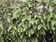 Cyathophorum bulbosum