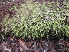 Cyathophorum bulbosum