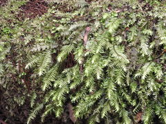 Cyathophorum bulbosum